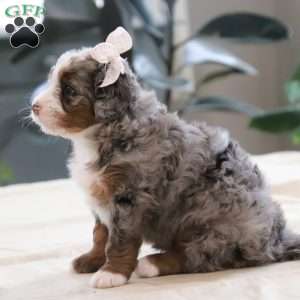 Paige, Mini Bernedoodle Puppy